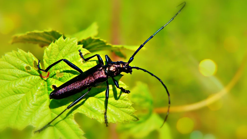 a black insect sitting on a green leaf