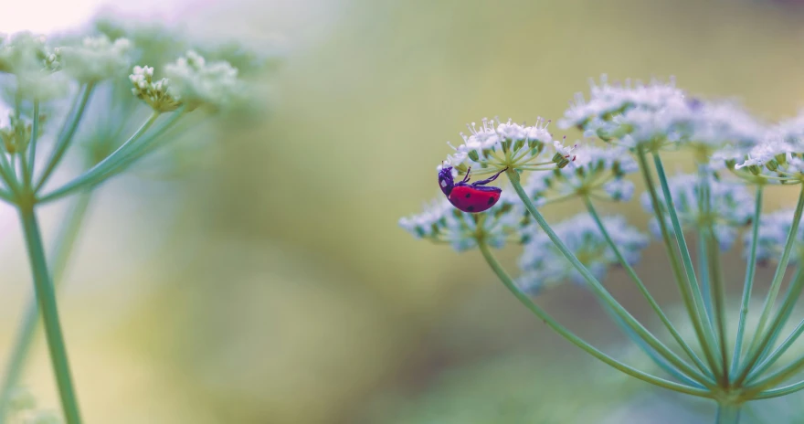 red moth sitting on white flower with soft green background