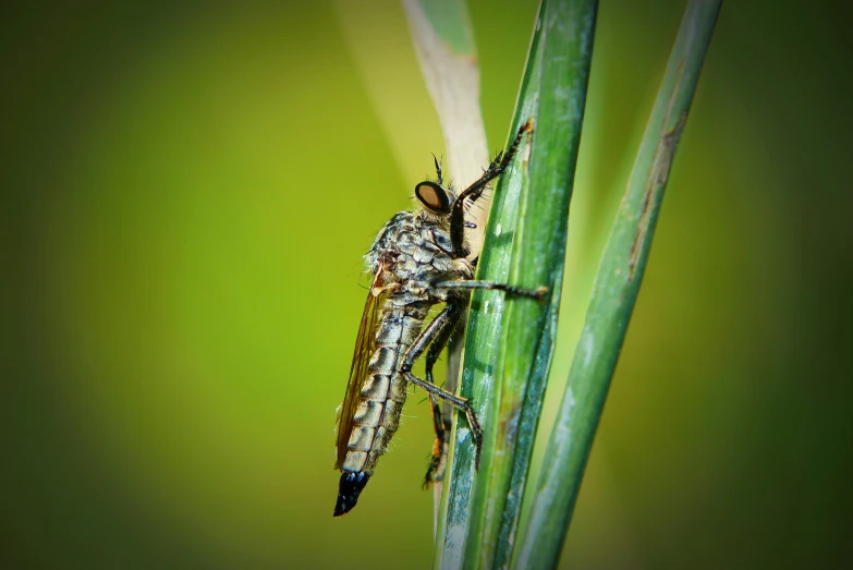 an insect sits on a blade of grass