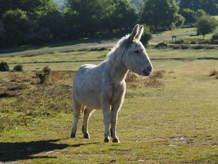 a white horse stands in a field looking at soing