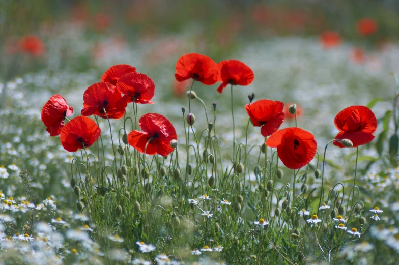 red and white wildflowers grow in a meadow