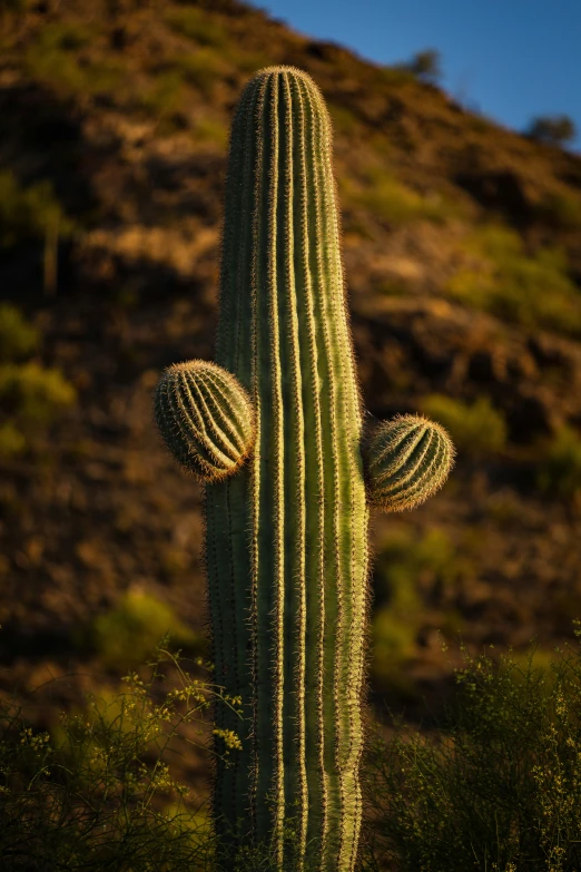 a cactus in the middle of a mountain with the moon rising