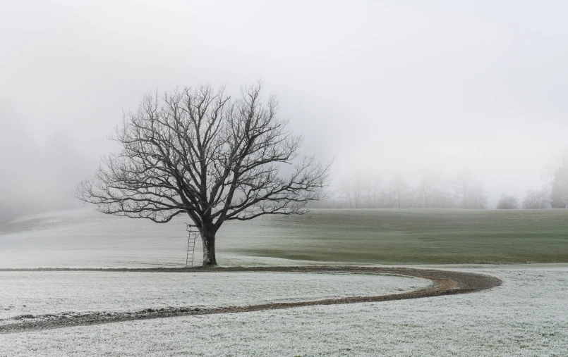 the bare tree stands out on a snowy day