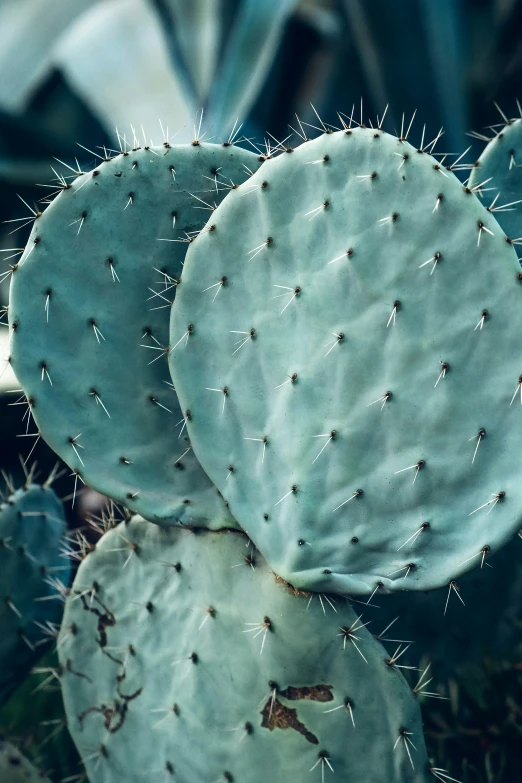 several cactus plants with lots of leaves growing out of them