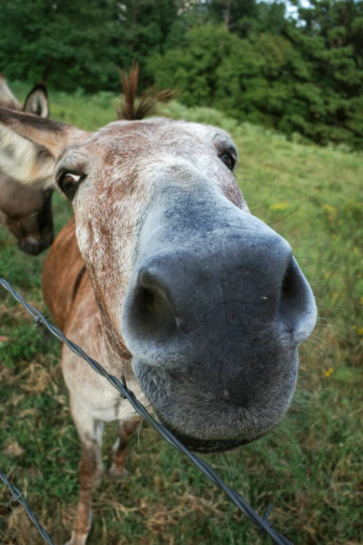 a donkey has its nose looking at the camera