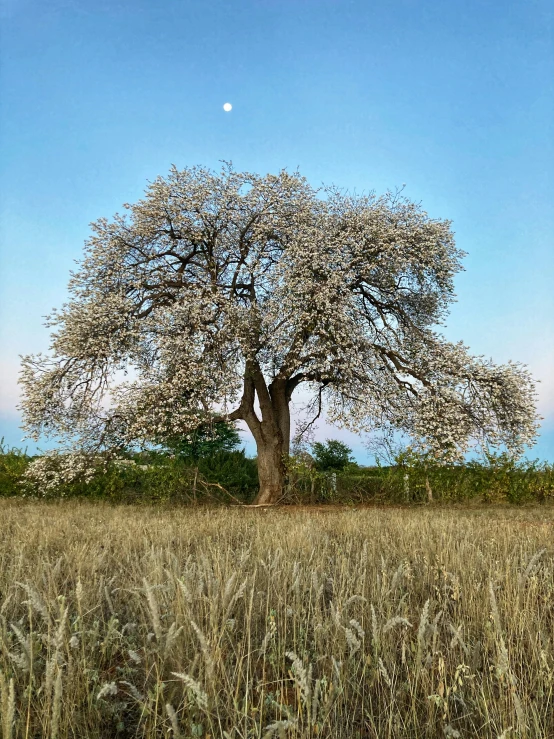 a very tall tree with some kind of big white blossom on it's nches