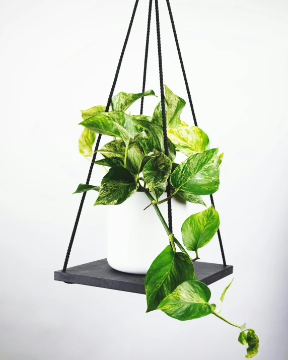 a hanging plant potted in a white and black hanging planter