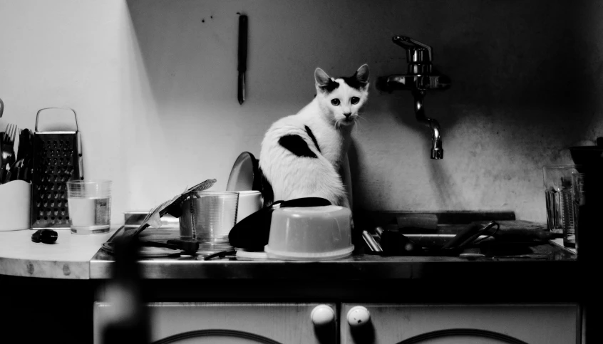 black and white image of a cat sitting on top of a kitchen sink