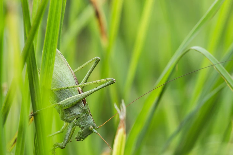 a close up of a grasshopper on a green plant