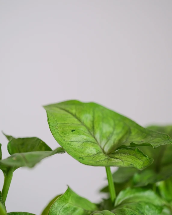 the green plant with leaves is growing out of it