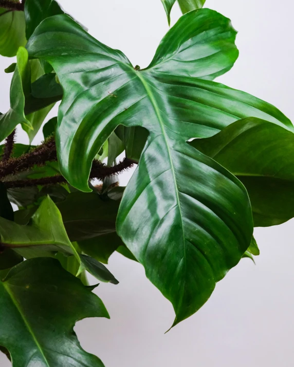 green leafy plants with long stems on white surface