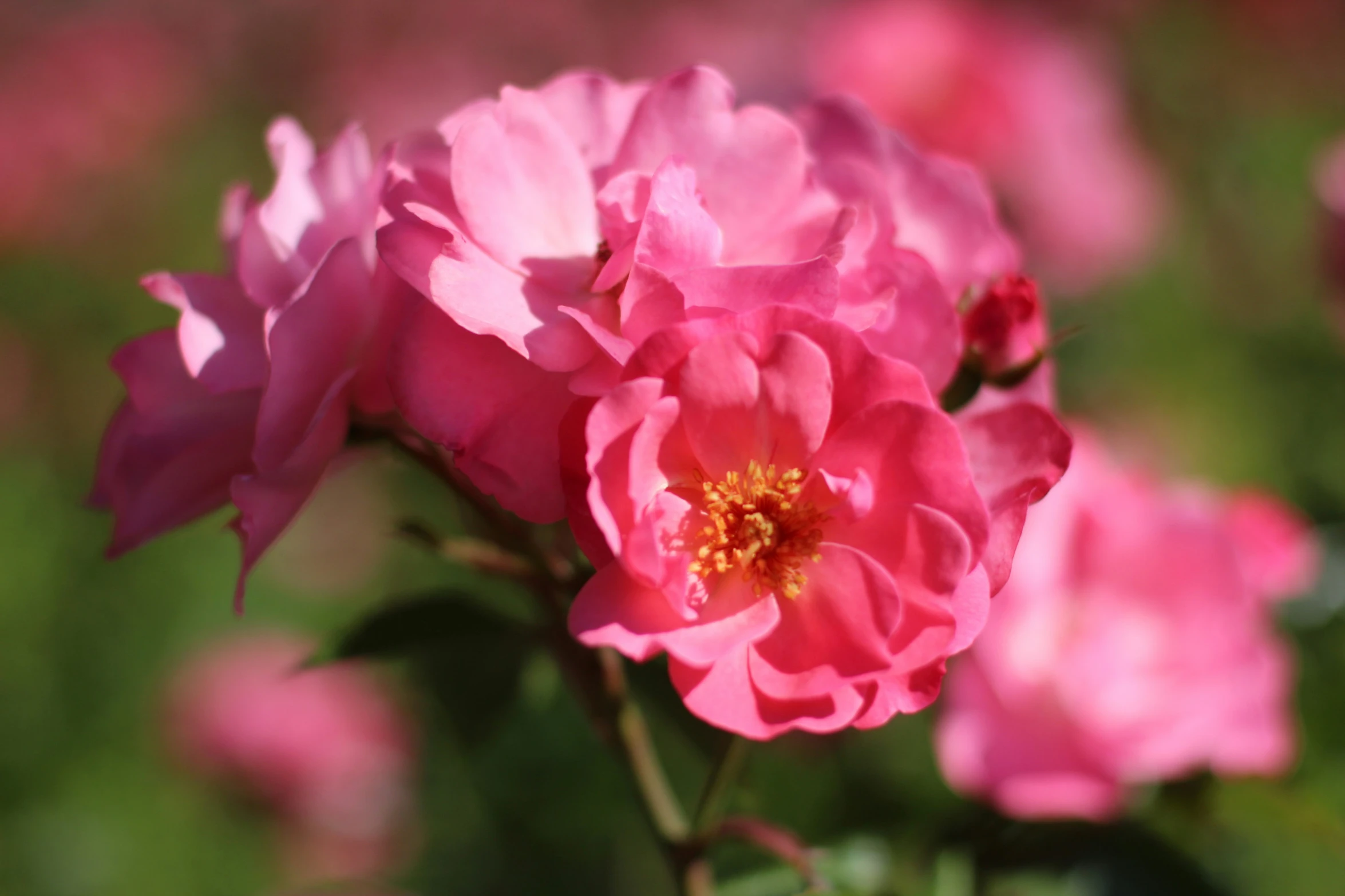 a couple of pink flowers sitting on top of a green plant