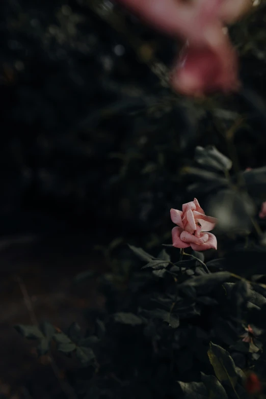 some pink flowers some dark green leaves and stems