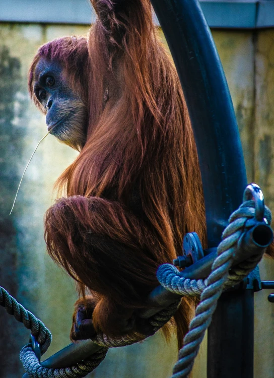 a very cute looking monkey hanging from a tree