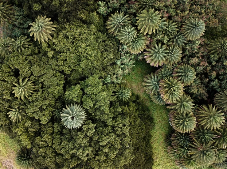 several trees and plants from the air, in the woods
