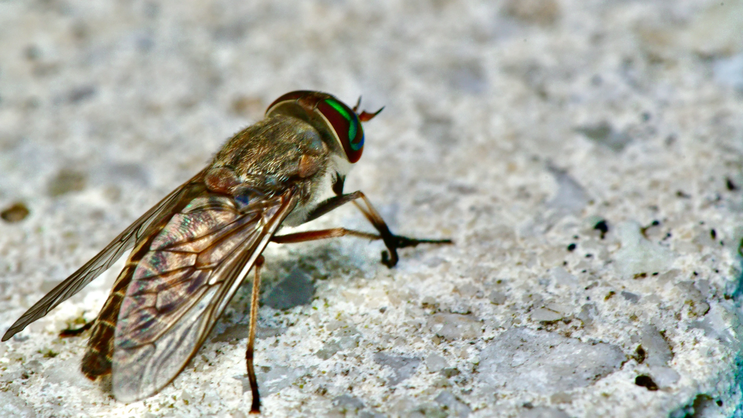 a fly that is standing on the ground