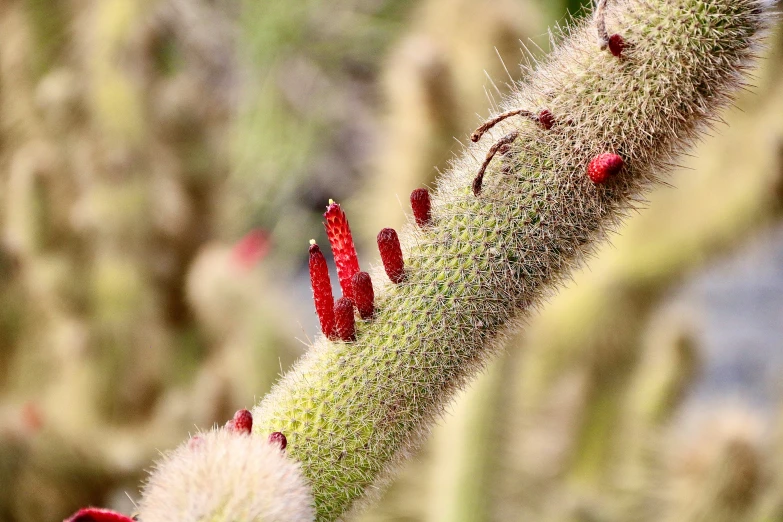 a long thin spiky plant with green and red flowers