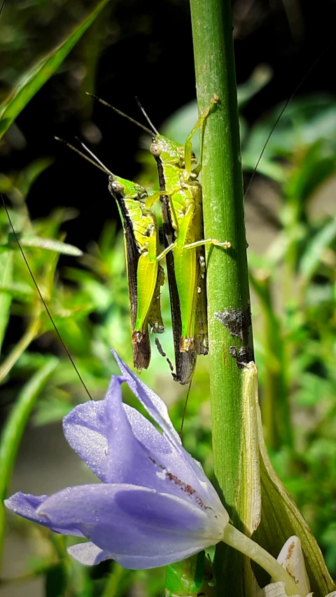 the green mantisser is perched on the stalk of a blue flower