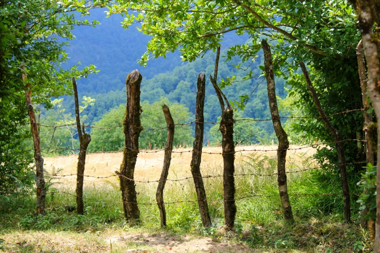 a small fence made up of several tree nches