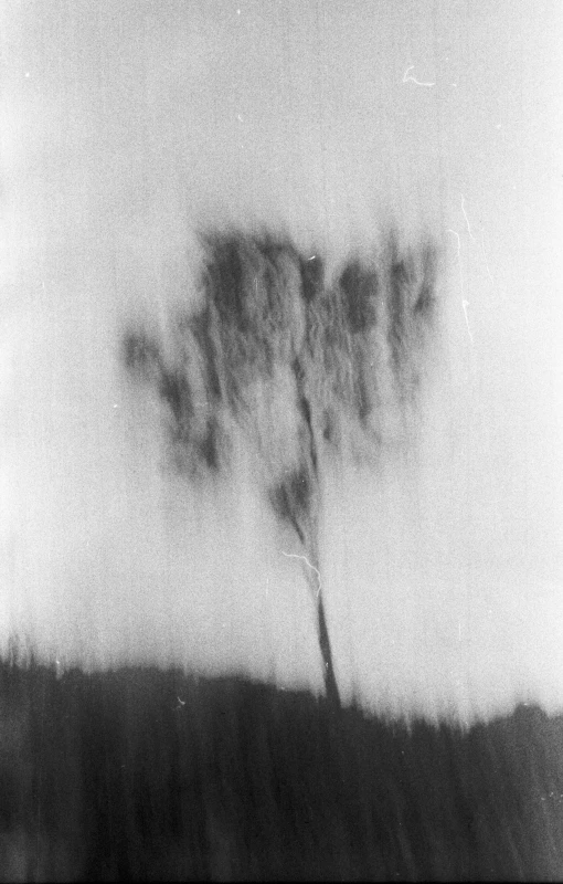 the silhouette of a tree against a foggy sky