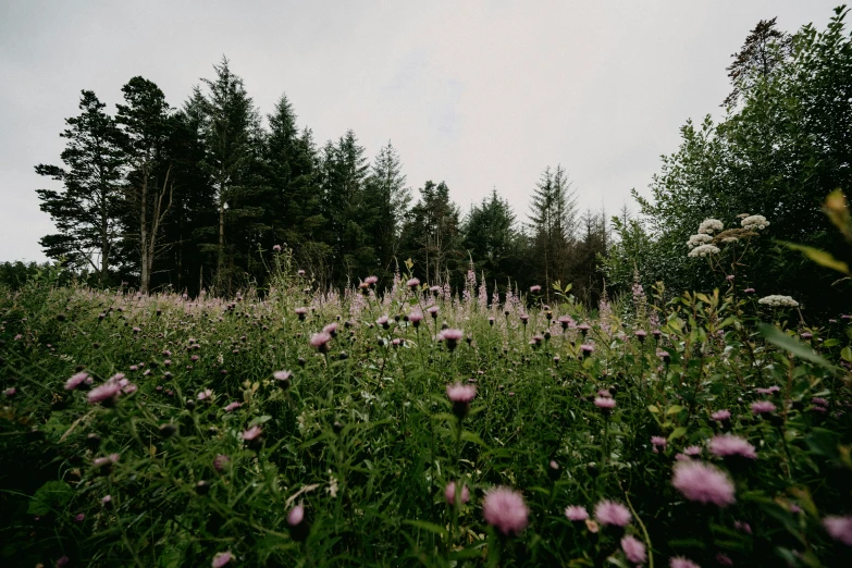 a bunch of wild flowers and some trees