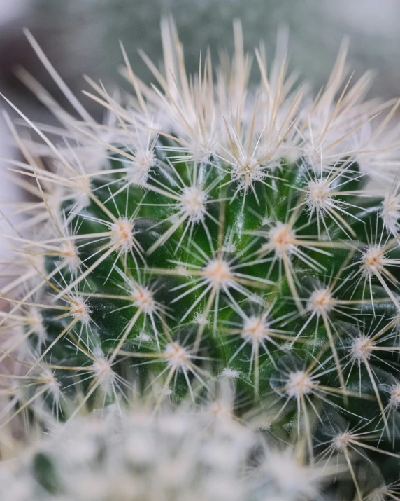 the top of a small cactus plant with white tips