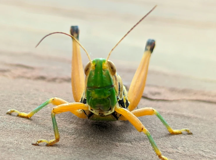 a yellow insect with green wings walking on the ground