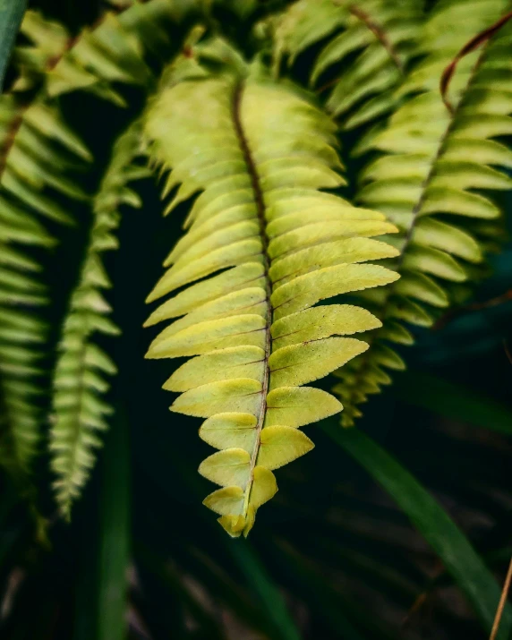 a closeup view of the yellow leaves of a plant
