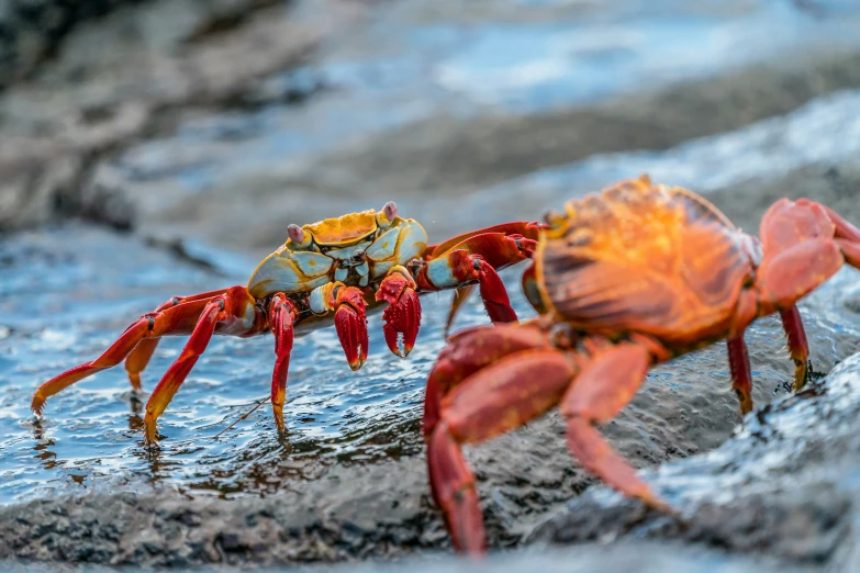 two crabs walking in water near rocks