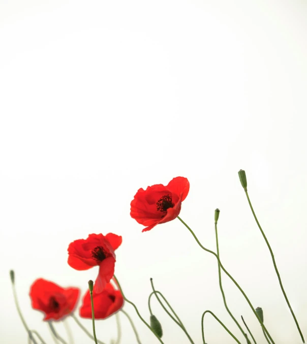 three red poppy flowers on an open white background