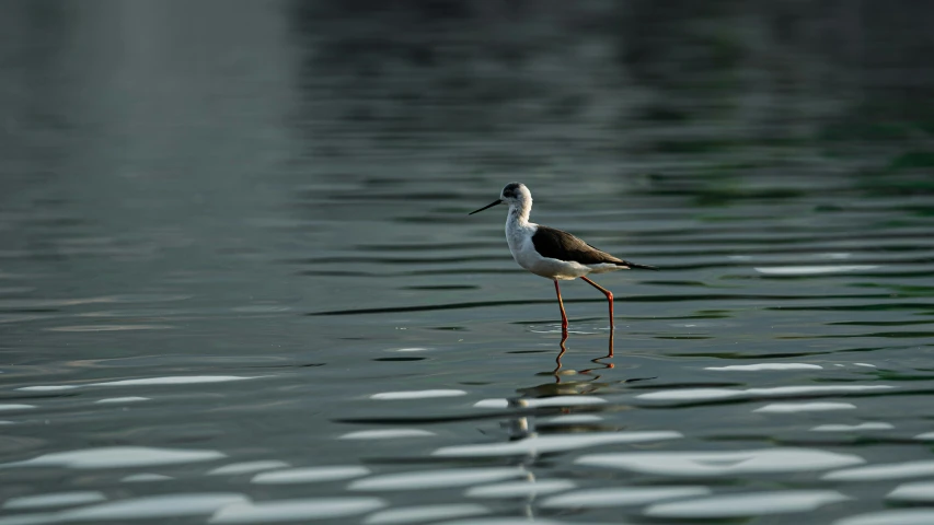 a bird standing in the water near some bubbles