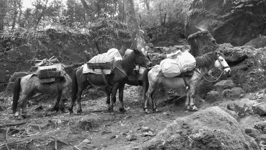 a pair of donkeys on a muddy hill with bags