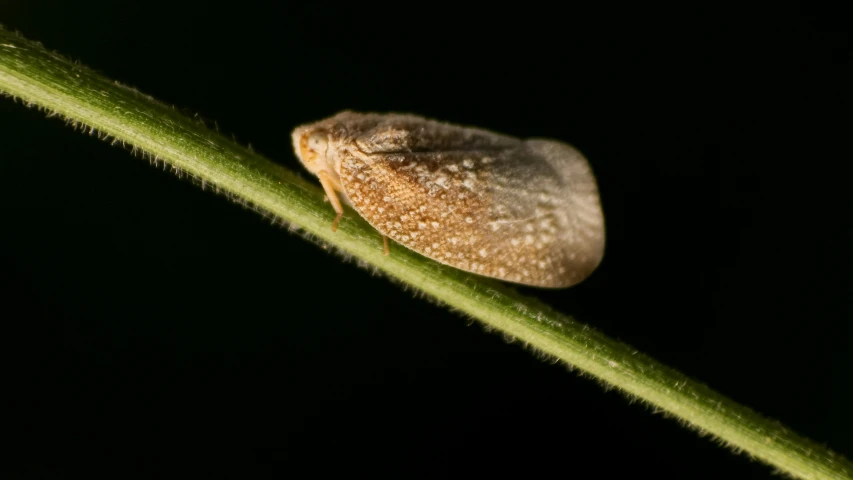 a brown bug on a green plant stem