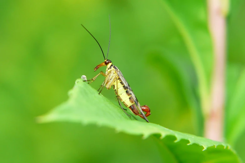 a bug that is sitting on top of a leaf