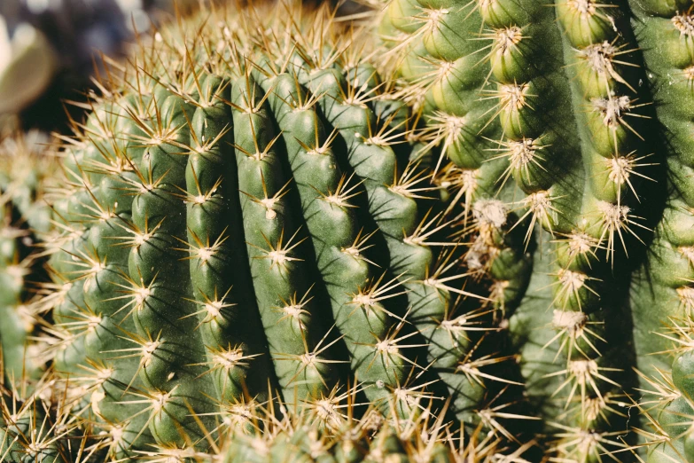 large cactus with very long needles on the top