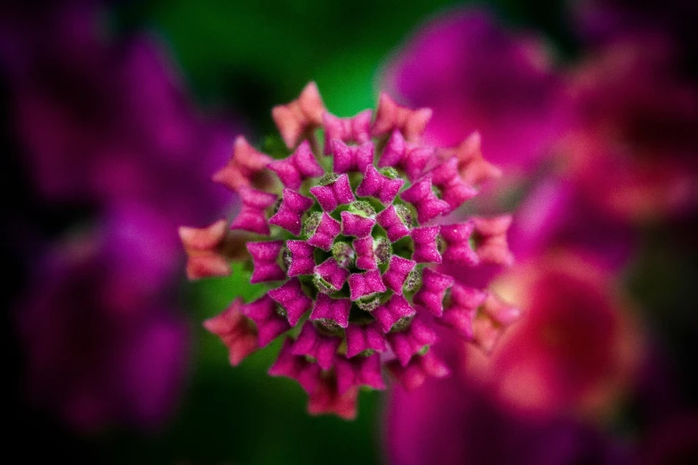 a closeup of a purple flower