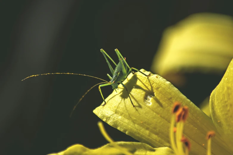 a close up of a green insect on yellow leaves