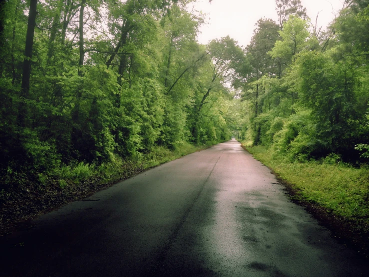 an empty road in a green area with trees and shrubs