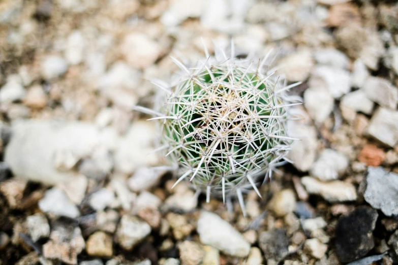 an image of a plant in the dirt