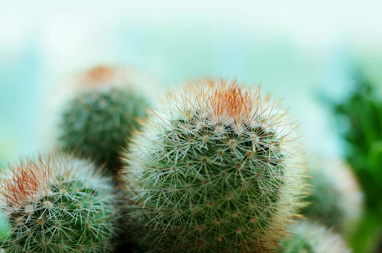 small cactus plants with blurry background