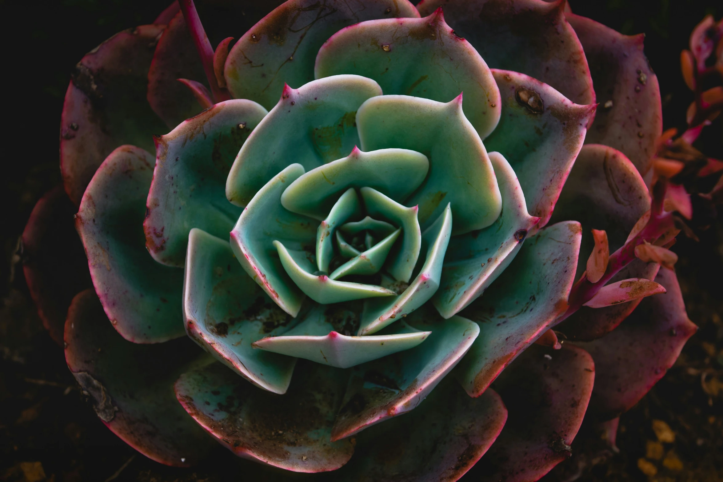 a green and red plant that has green leaves