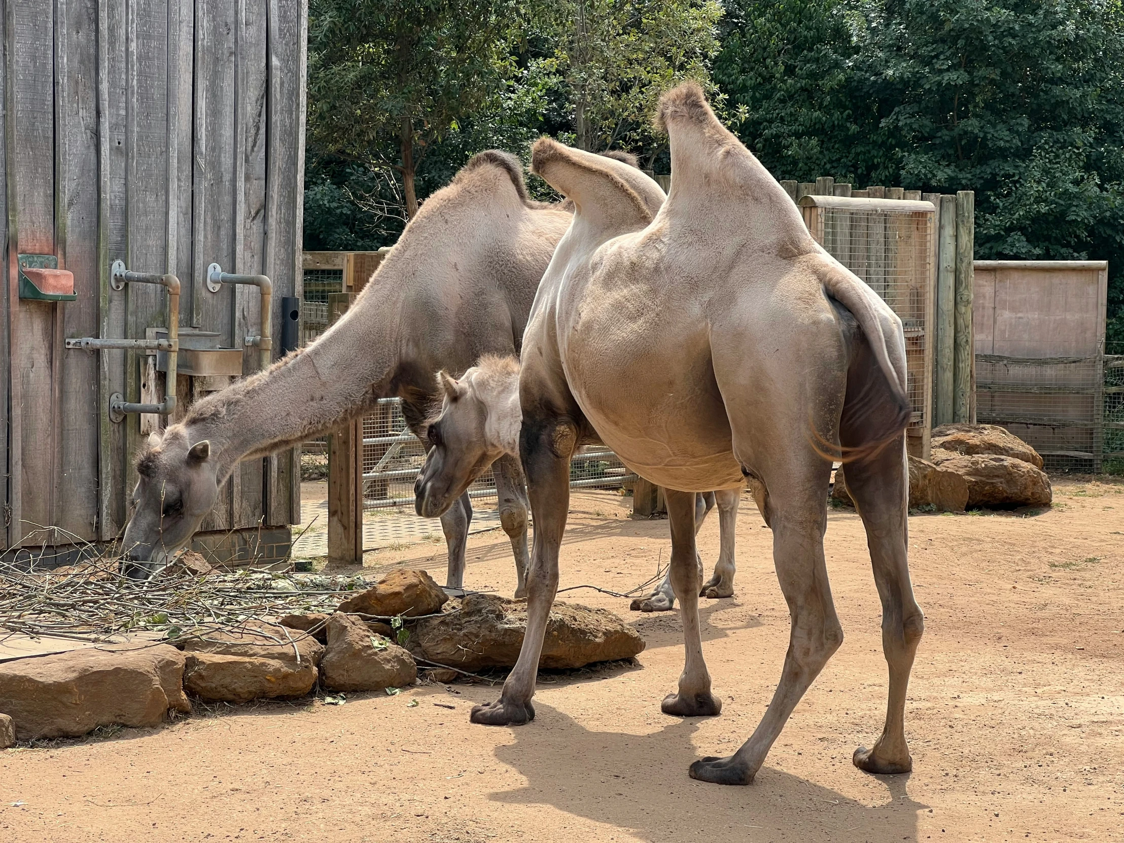 a camel and its baby graze on a patch of dirt