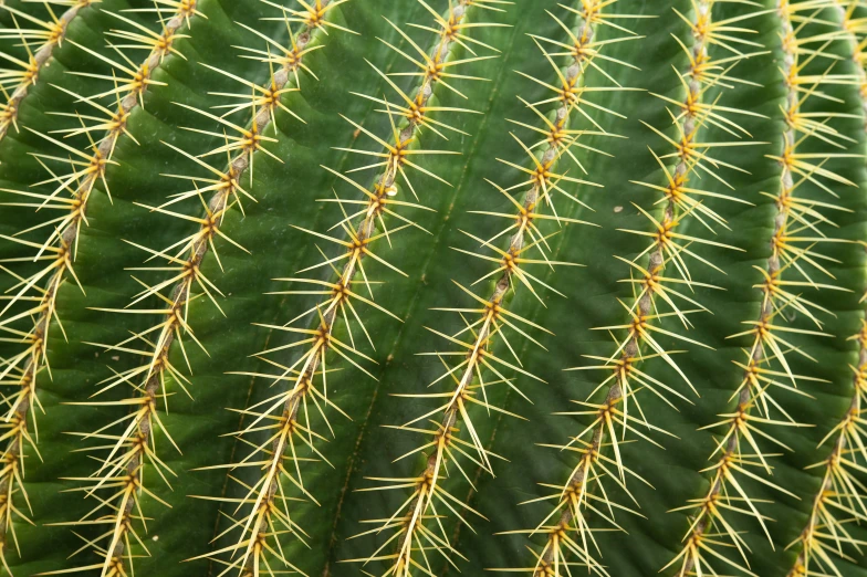 a cactus with many long sharp needles growing