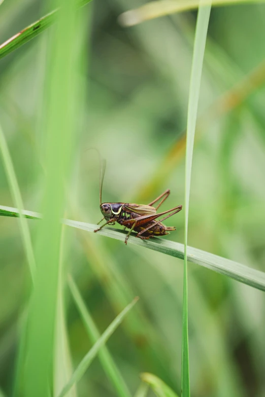 a very big pretty bug on some green grass