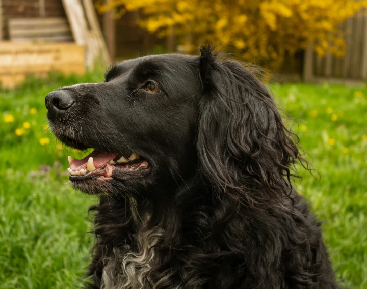 black dog on grassy lawn with yellow flowers