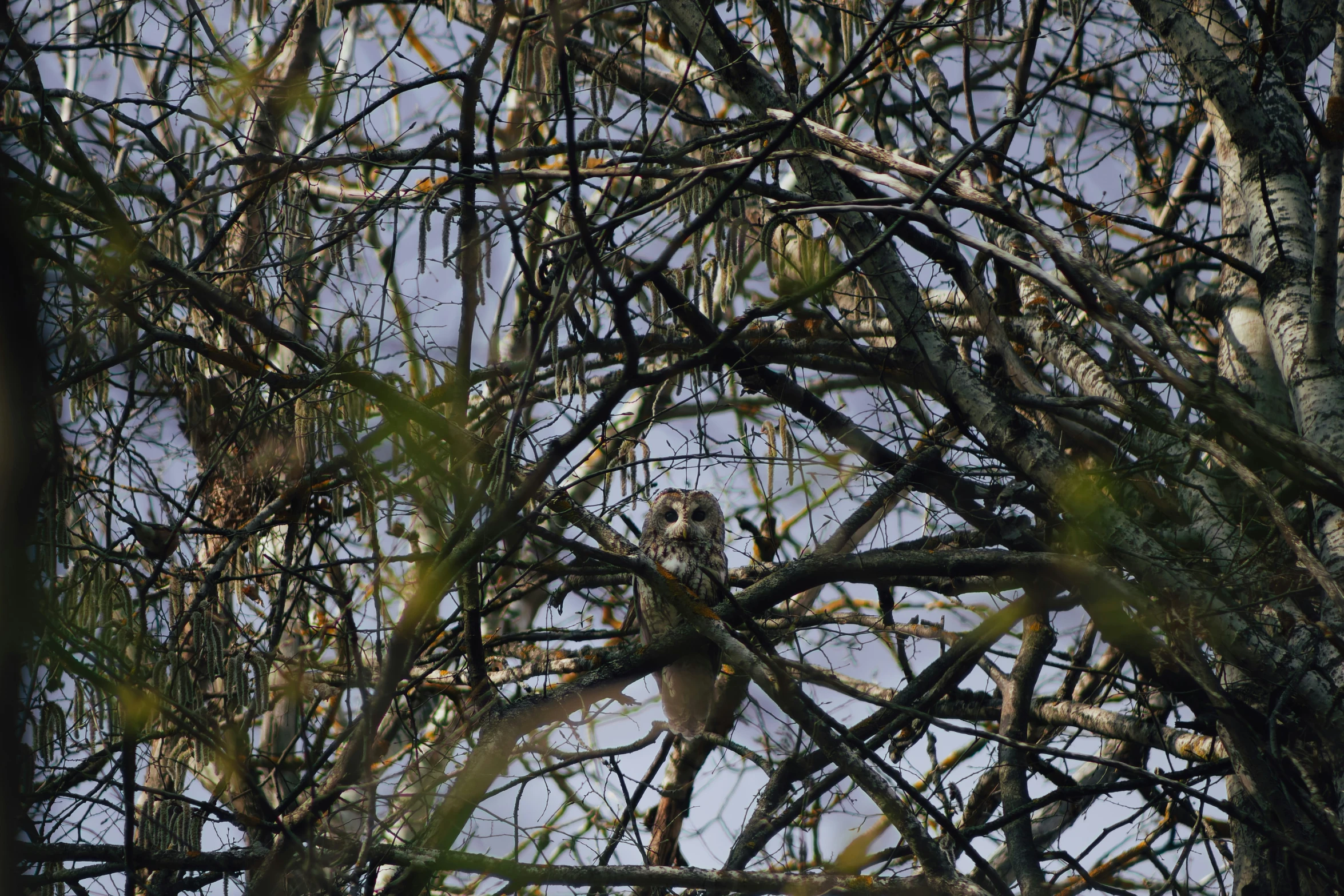 an owl sits in a tree looking back with his head cocked