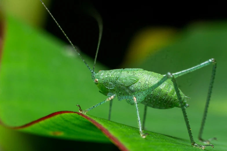 a large green insect perched on top of a green leaf