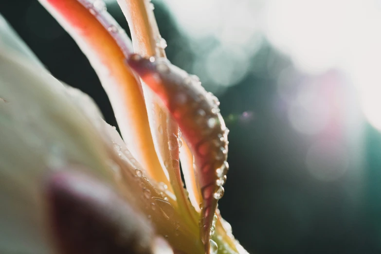 close up of the green and red leaves on this plant