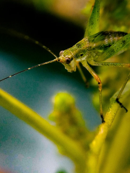 the grasshopper is looking at soing very strange