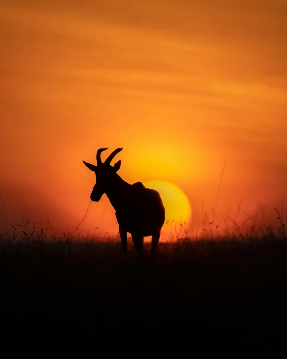 the silhouette of an ox or cow at sunset